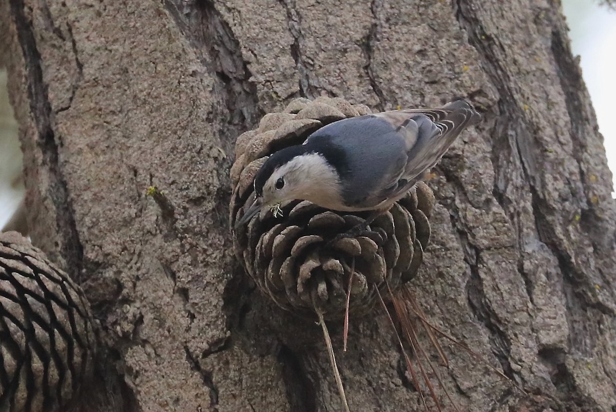White-breasted Nuthatch - ML642639461