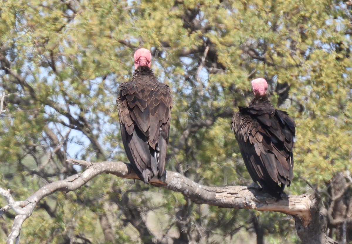 Lappet-faced Vulture - ML642639477
