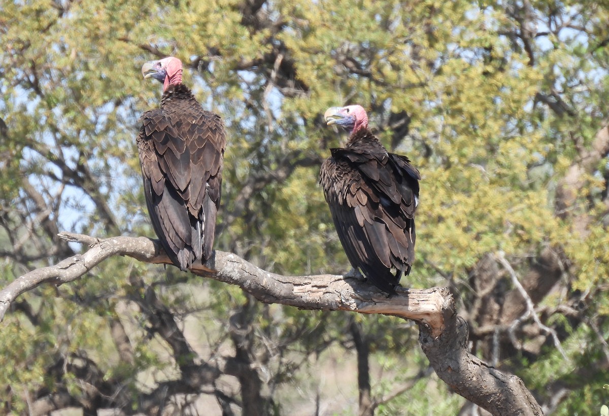 Lappet-faced Vulture - ML642639478