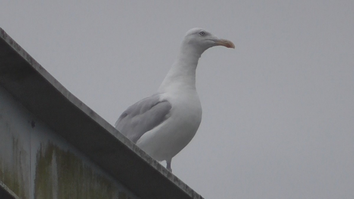 Silbermöwe - ML642639480