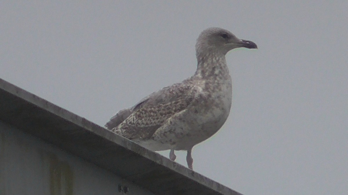 Silbermöwe - ML642639482