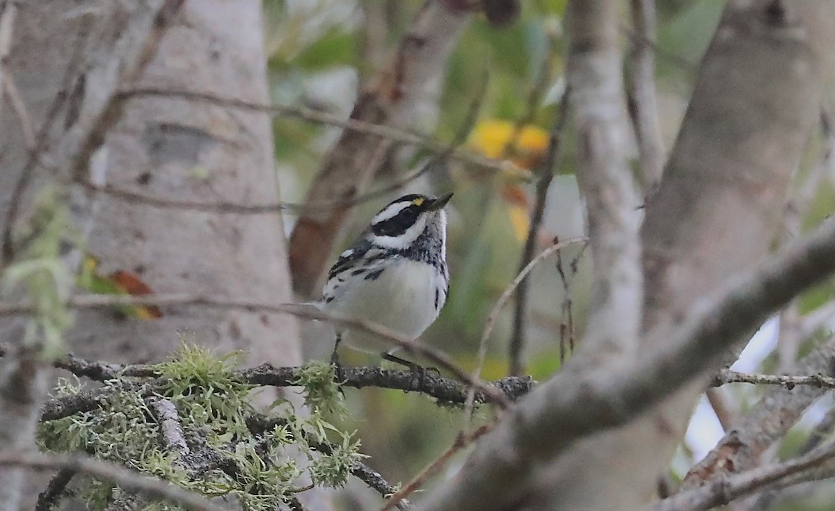 Black-throated Gray Warbler - ML642639490