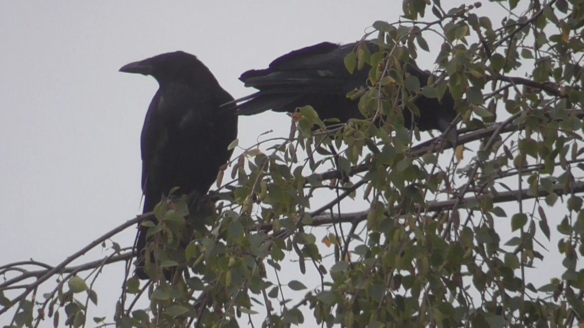 Rabenkrähe - ML642639493