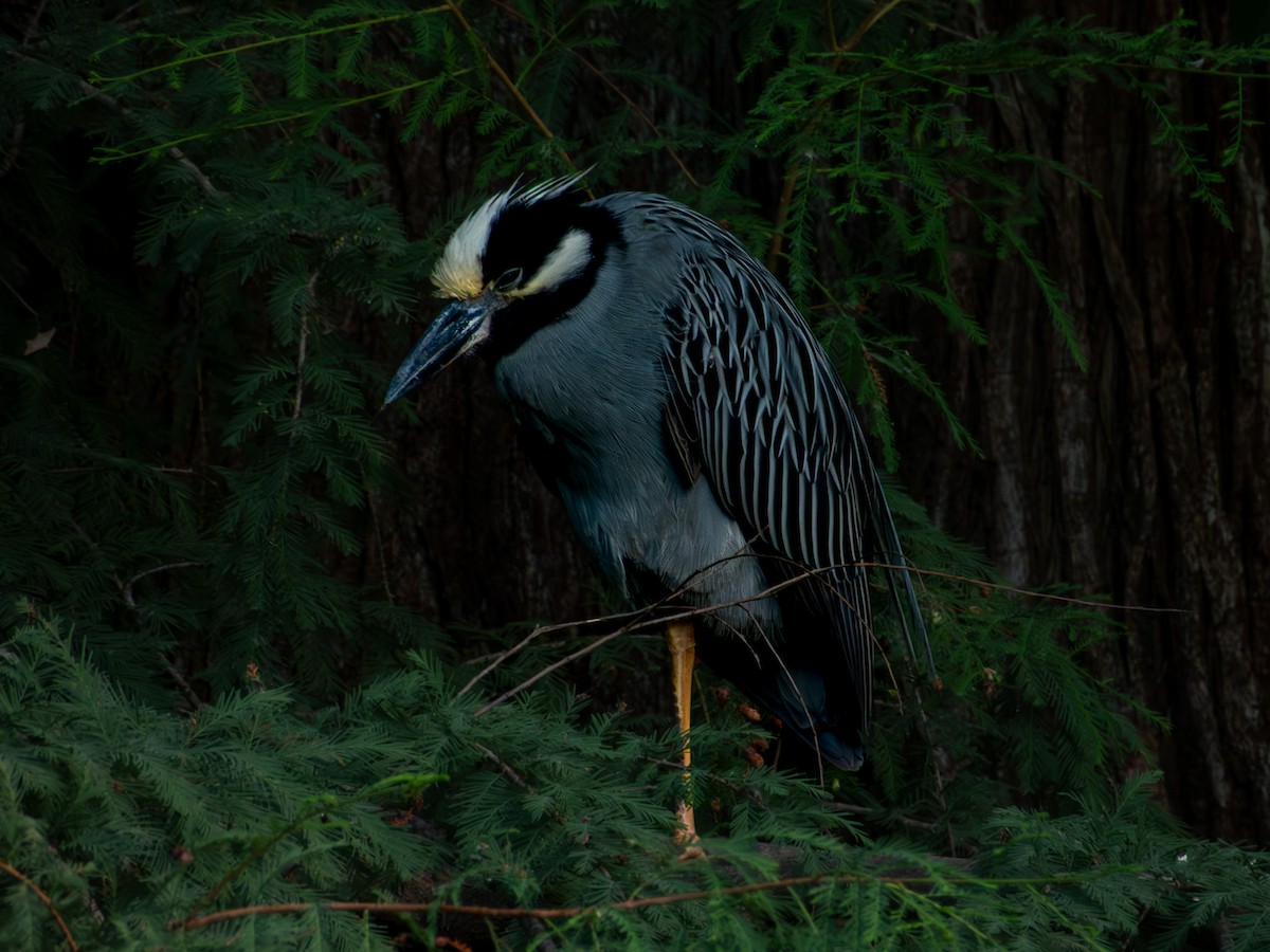 Yellow-crowned Night Heron - ML642639504