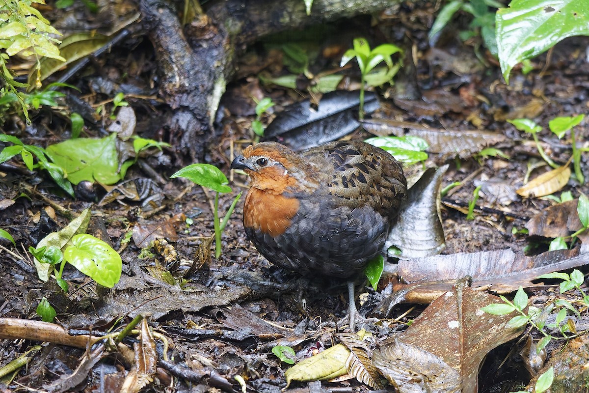 Chestnut Wood-Quail - ML642639505