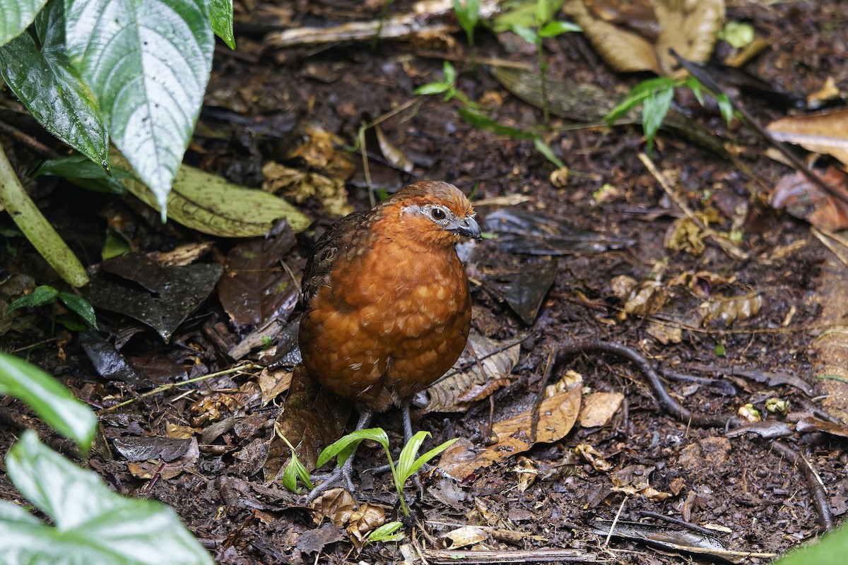 Chestnut Wood-Quail - ML642639506