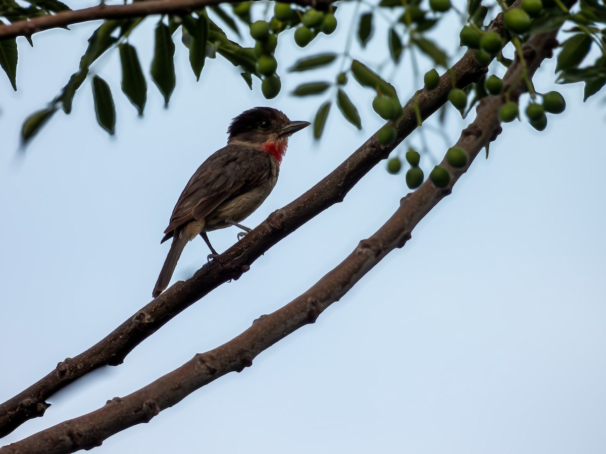 Rose-throated Becard - ML642639509
