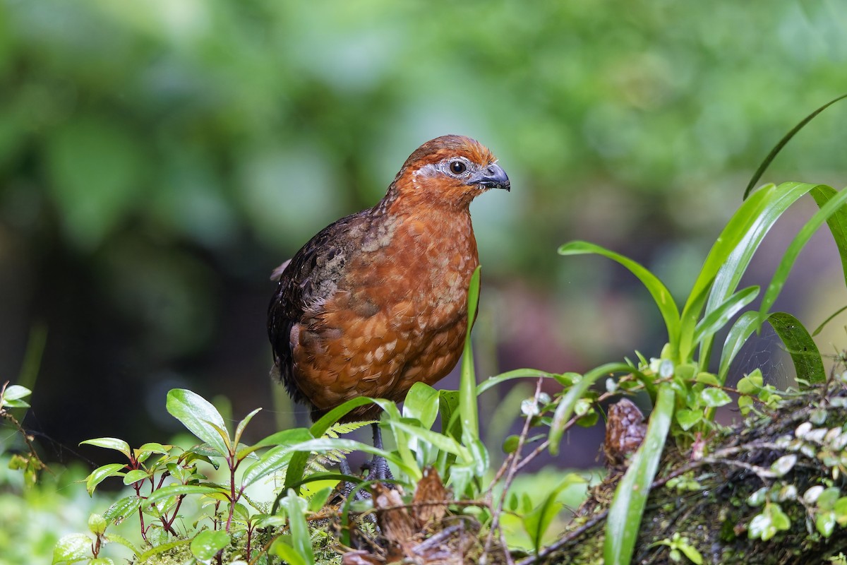 Chestnut Wood-Quail - ML642639511