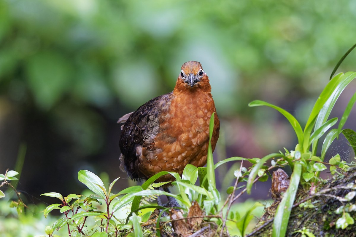 Chestnut Wood-Quail - ML642639512