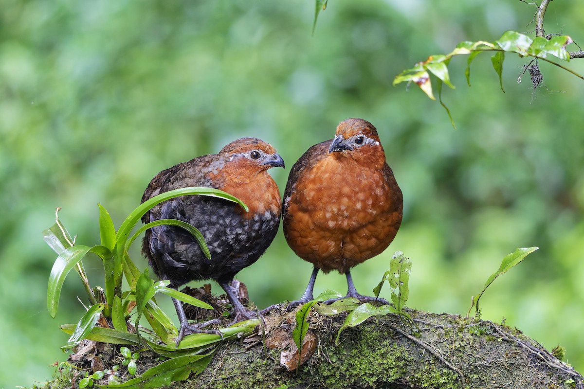 Chestnut Wood-Quail - ML642639515