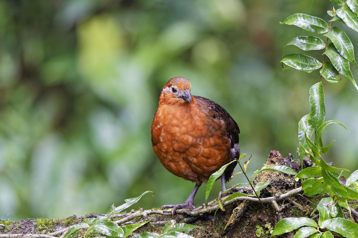 Chestnut Wood-Quail - ML642639516