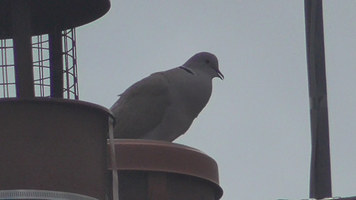 Türkentaube - ML642639519