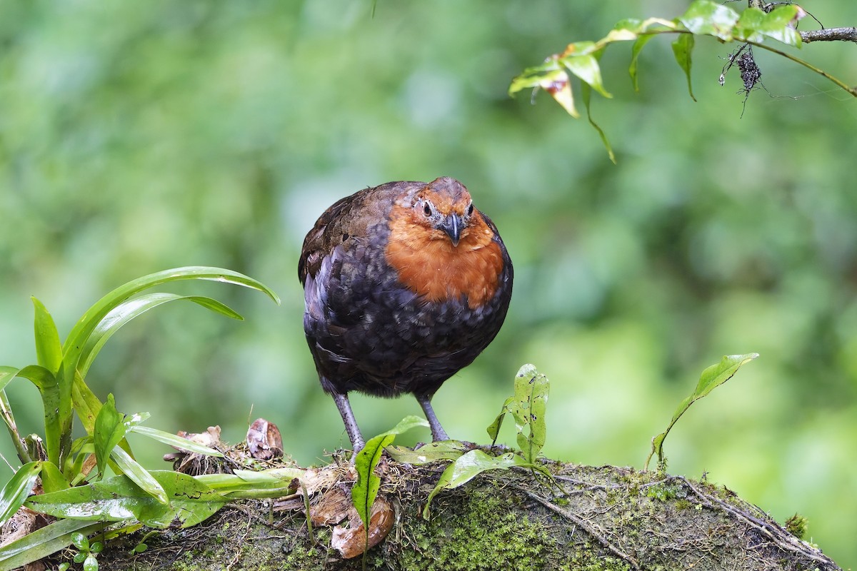 Chestnut Wood-Quail - ML642639520