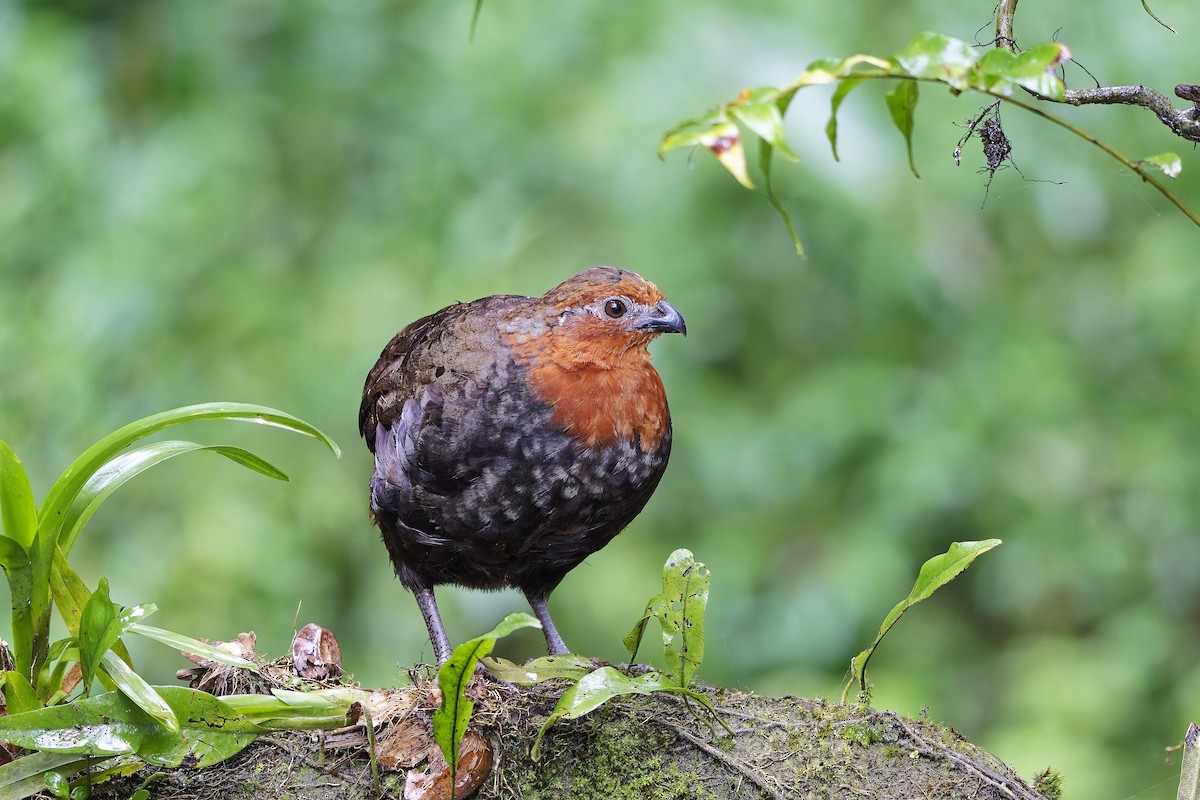 Chestnut Wood-Quail - ML642639522