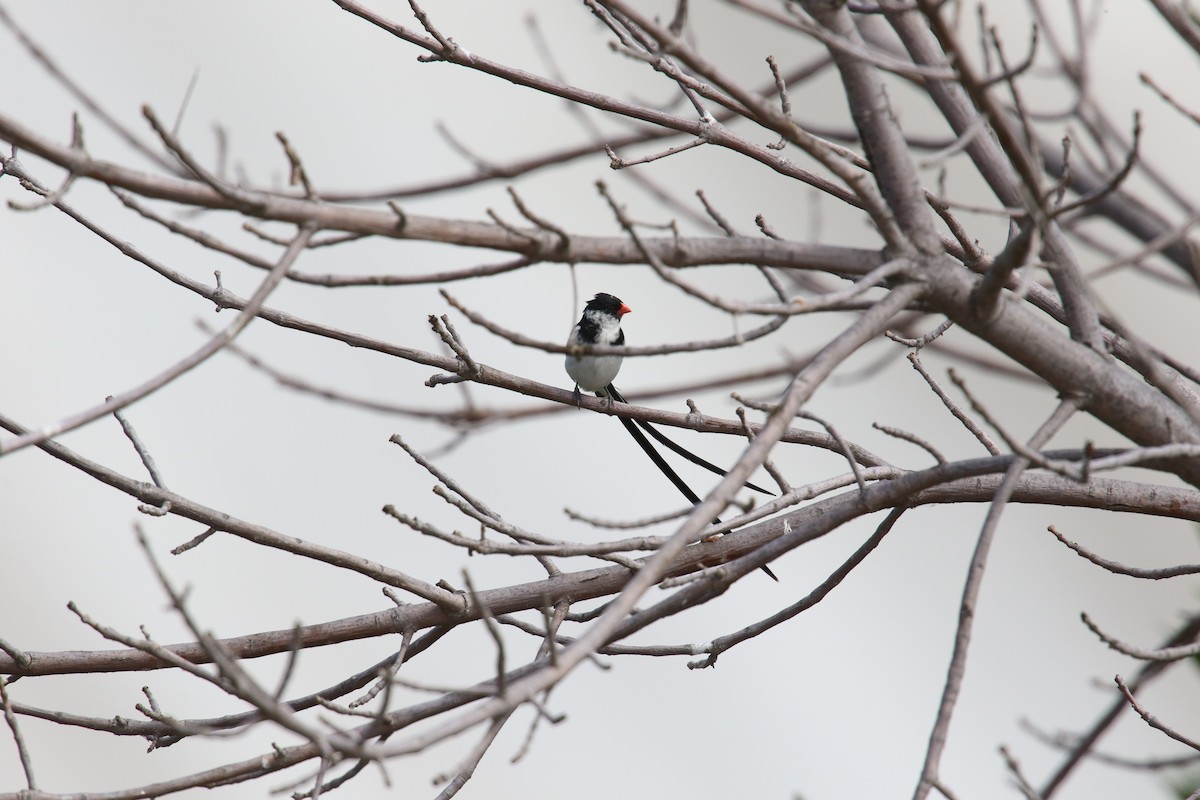 Pin-tailed Whydah - ML642639525