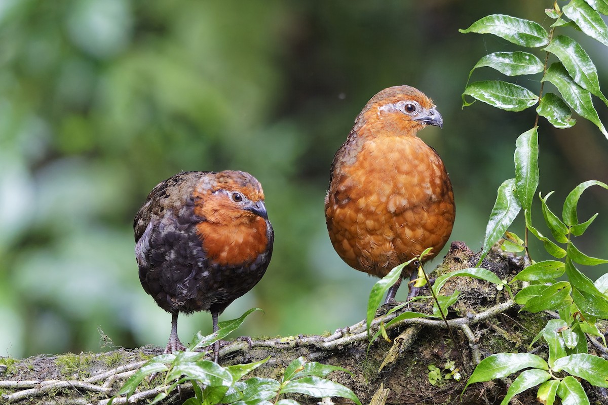 Chestnut Wood-Quail - ML642639526