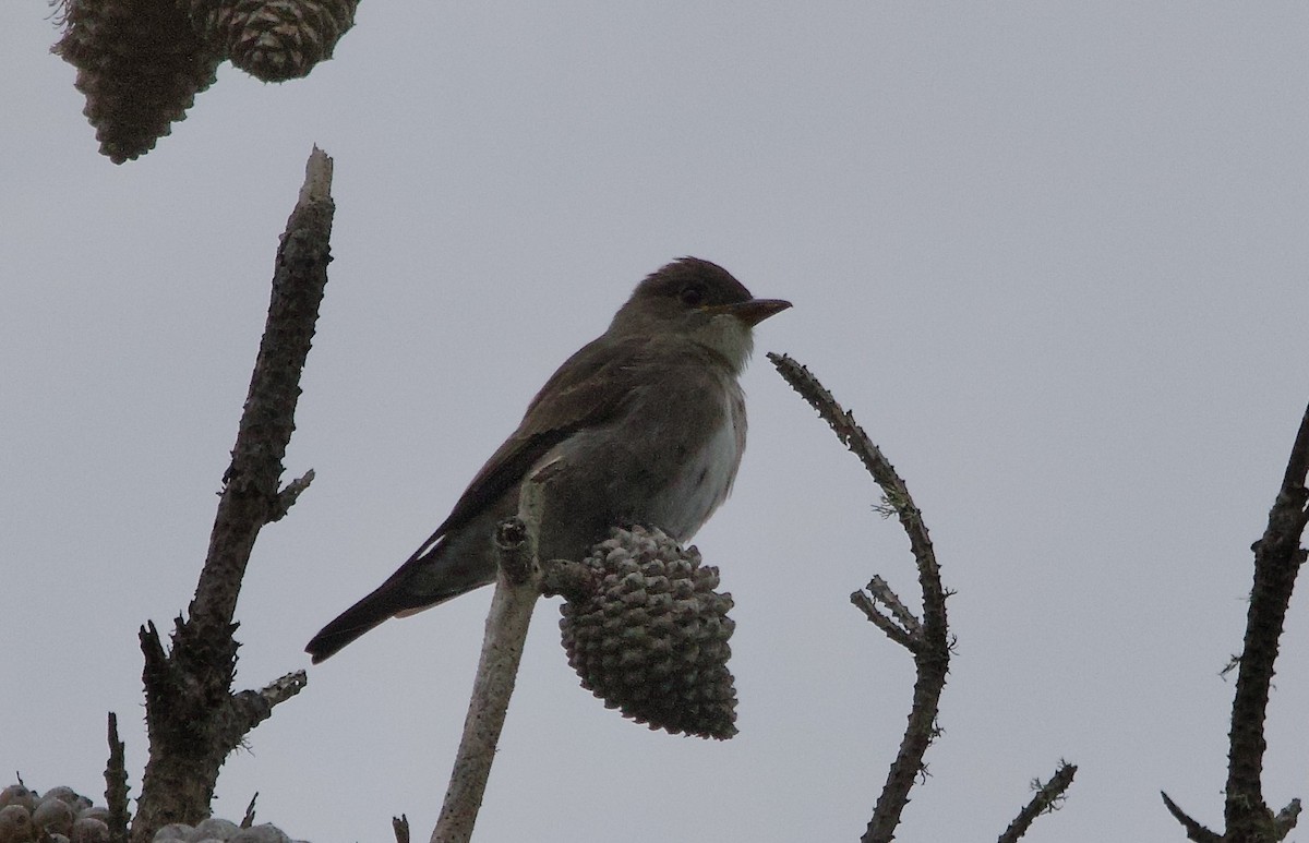 Olive-sided Flycatcher - ML642639527