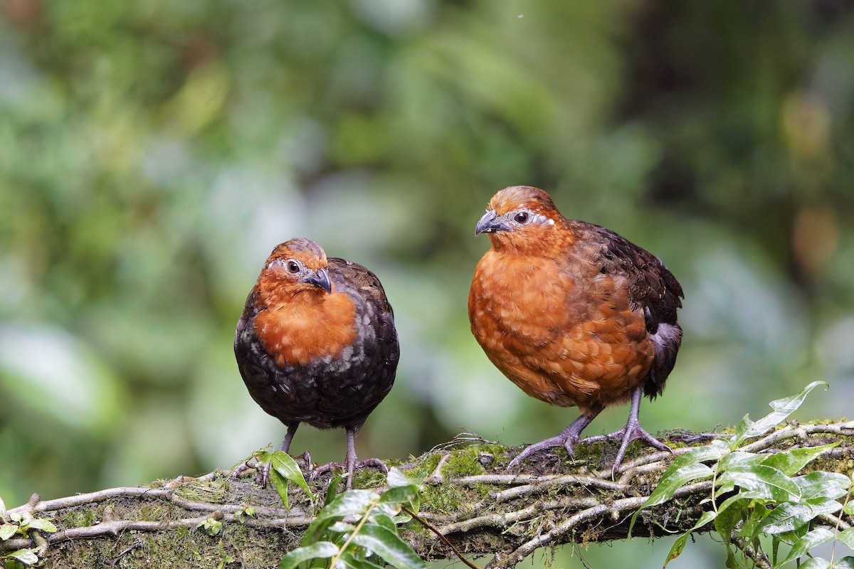 Chestnut Wood-Quail - ML642639528