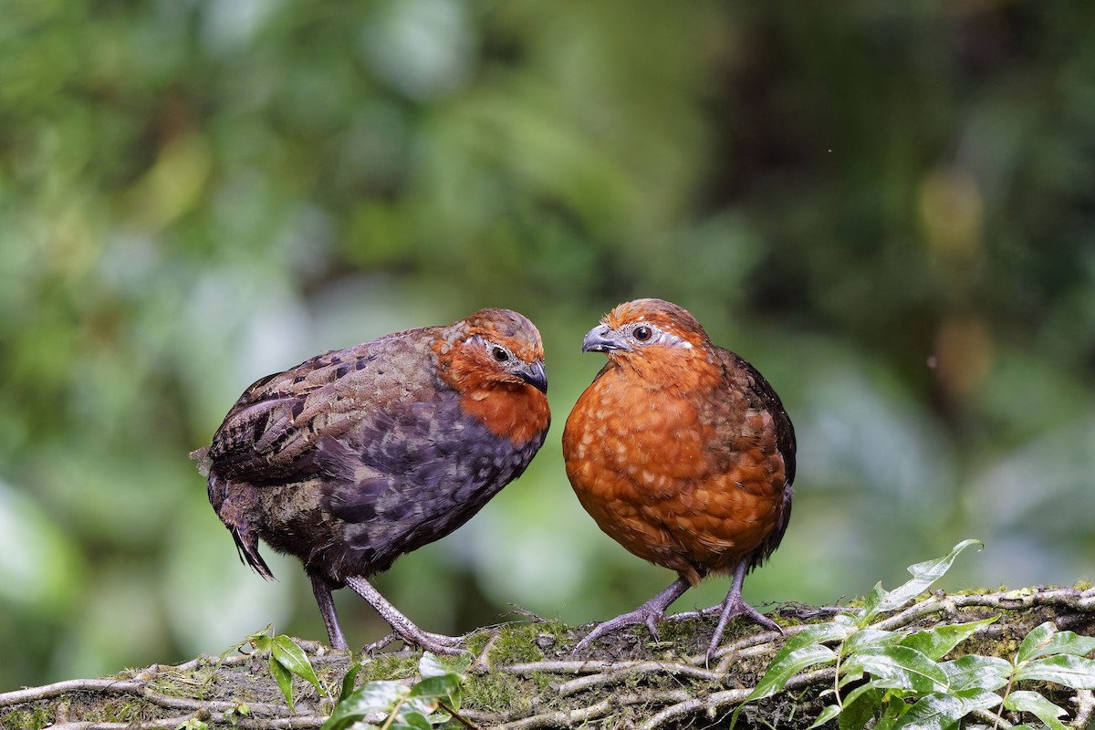 Chestnut Wood-Quail - ML642639531