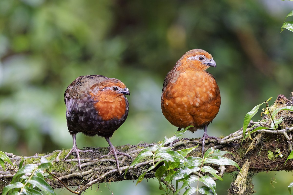 Chestnut Wood-Quail - ML642639532