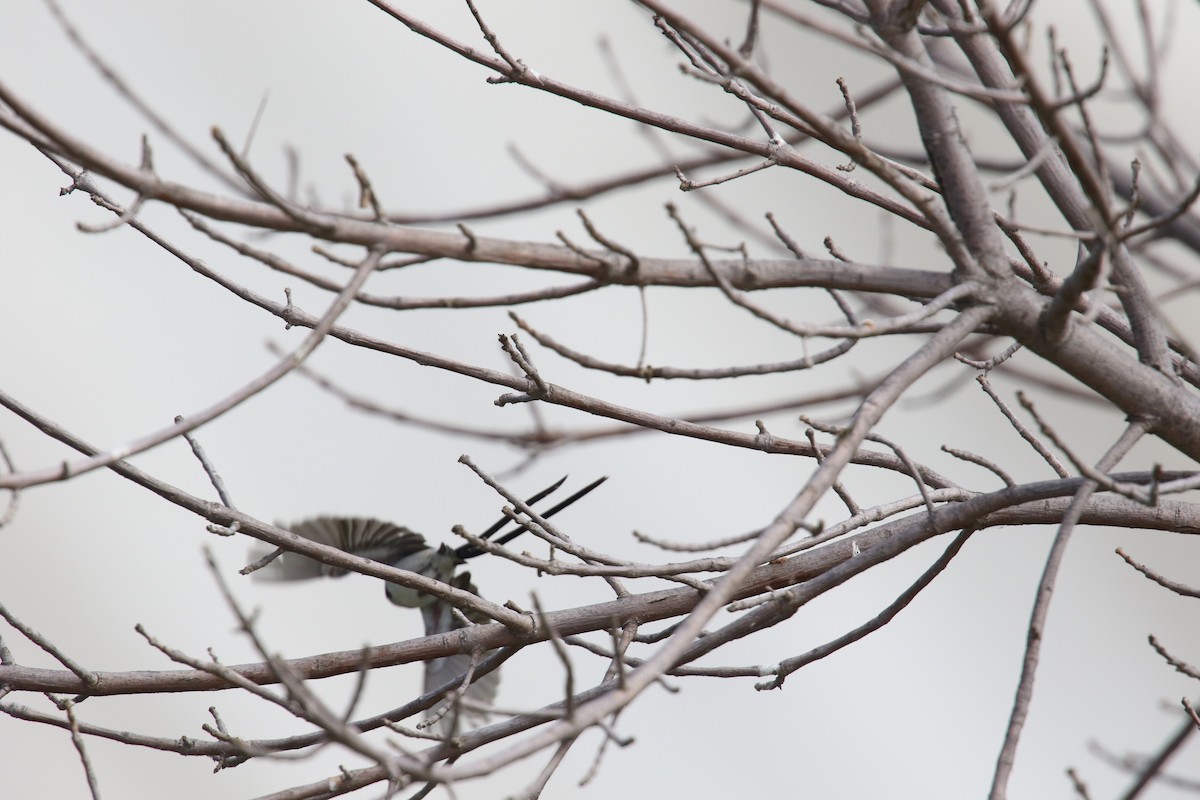 Pin-tailed Whydah - ML642639536