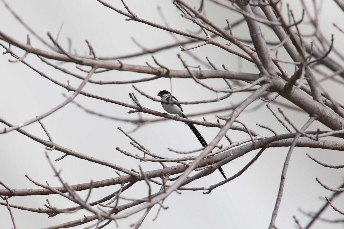 Pin-tailed Whydah - ML642639537