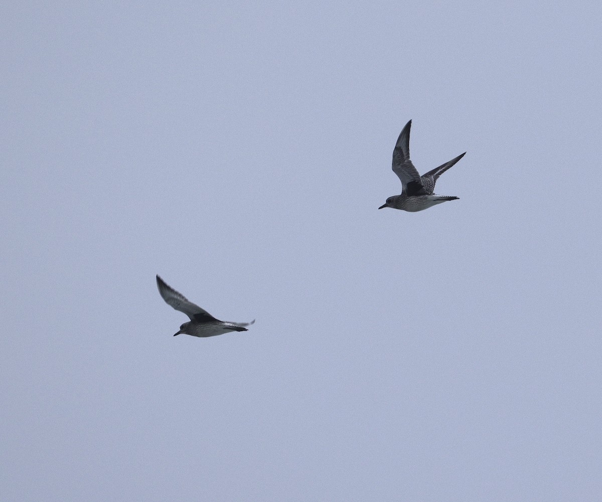 Black-bellied Plover - ML642639548