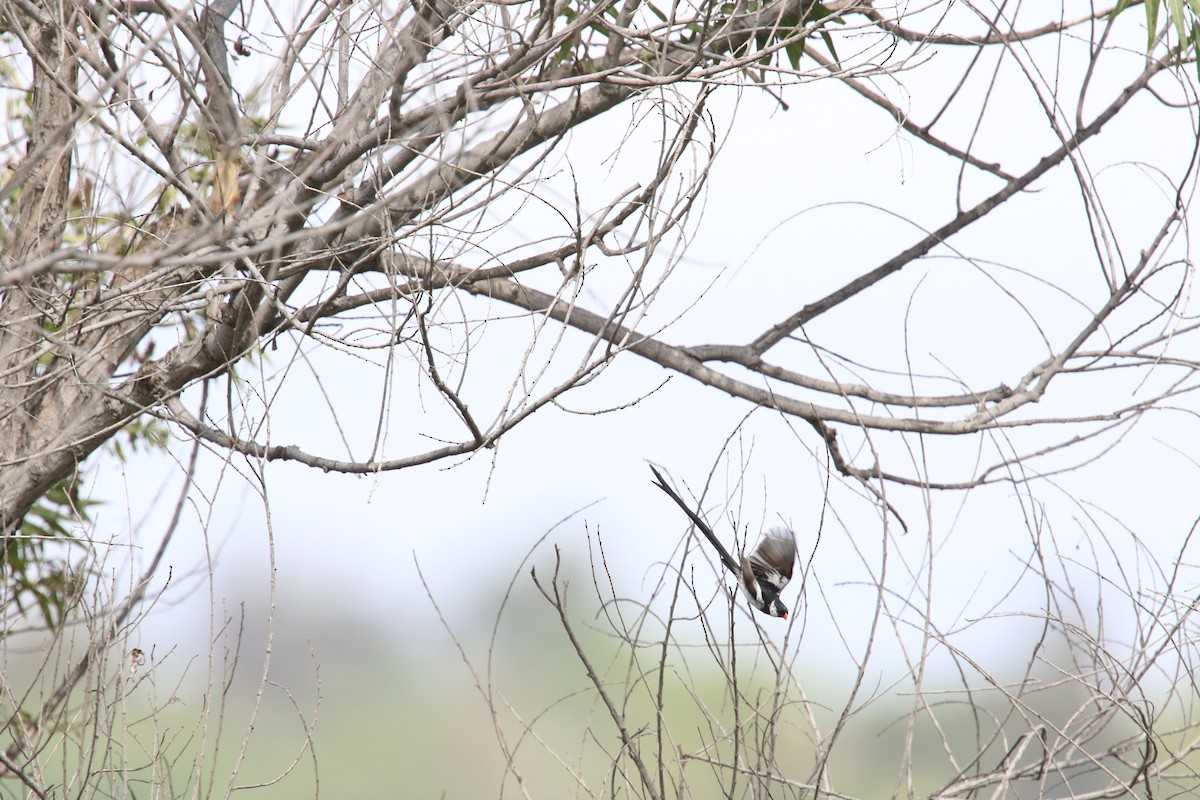 Pin-tailed Whydah - ML642639550