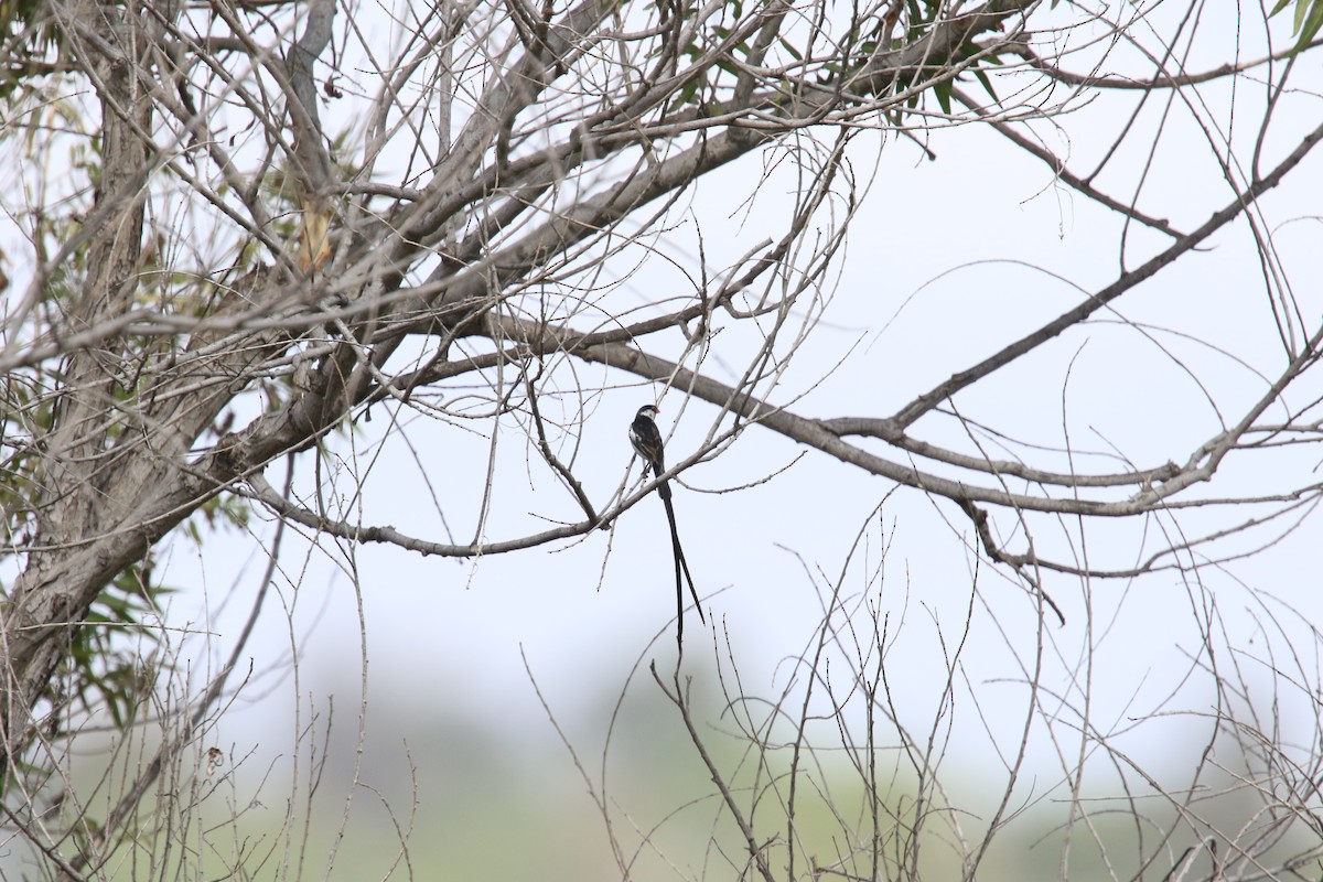 Pin-tailed Whydah - ML642639551