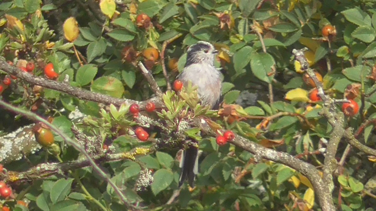 Schwanzmeise - ML642639554