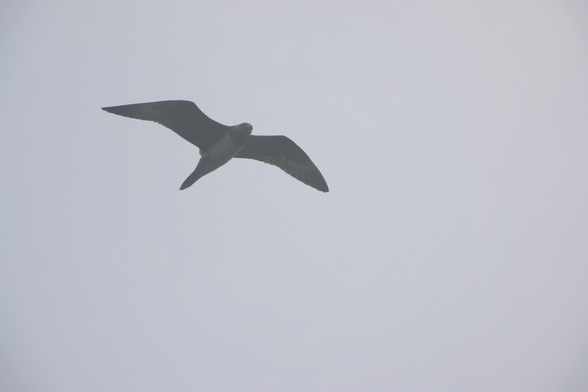 Long-tailed Jaeger - ML642639555