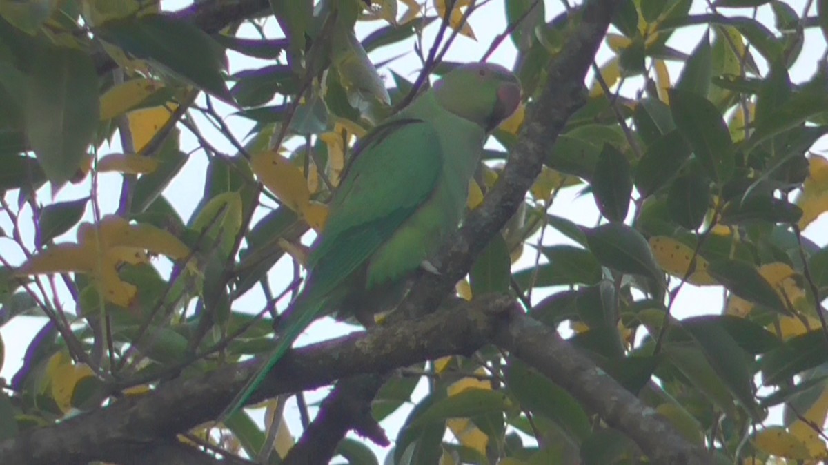 Halsbandsittich - ML642639558