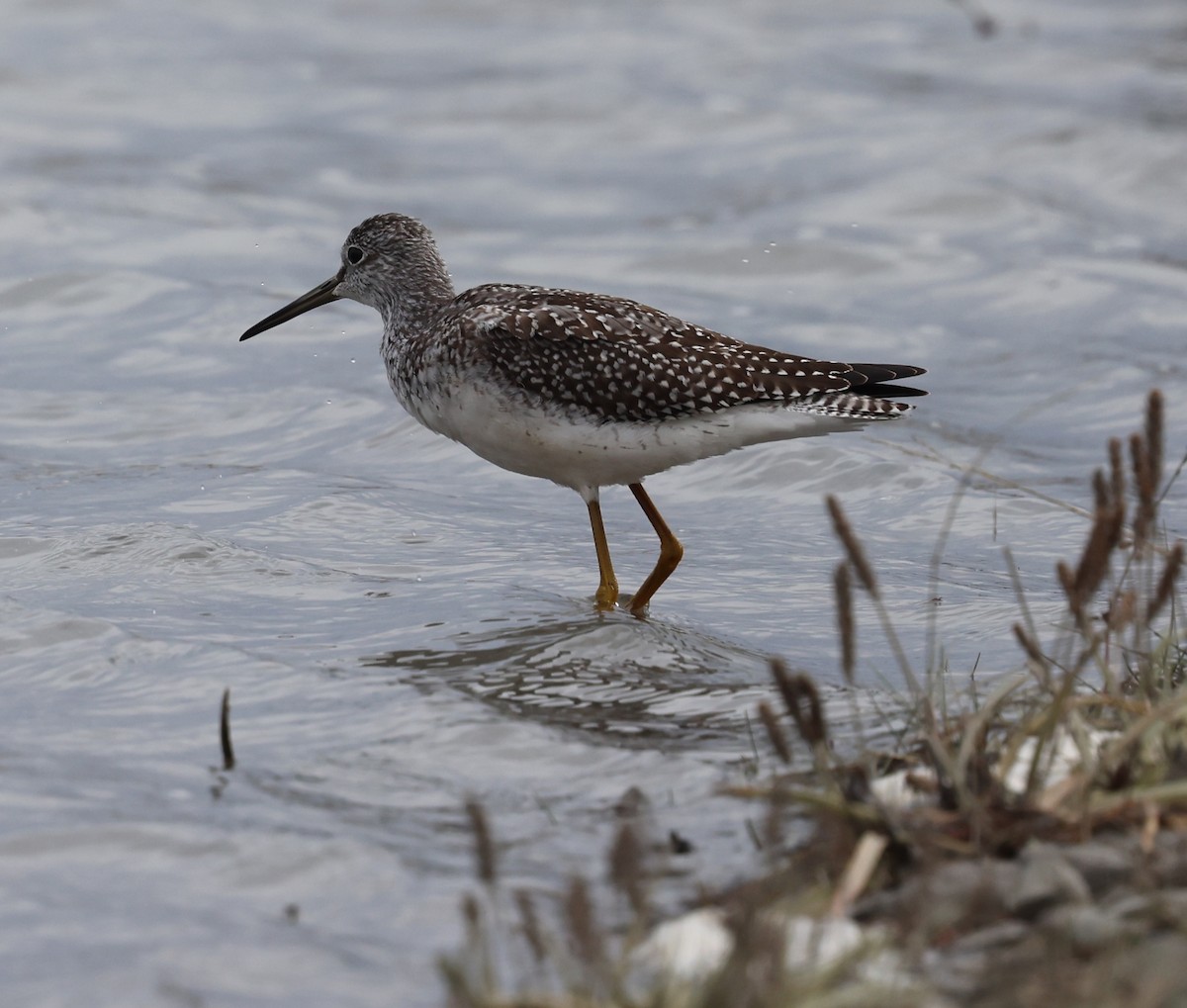 Greater Yellowlegs - ML642639566