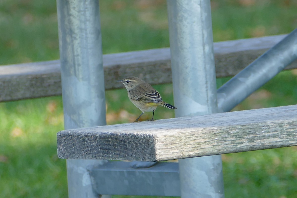 Palm Warbler - ML642639567