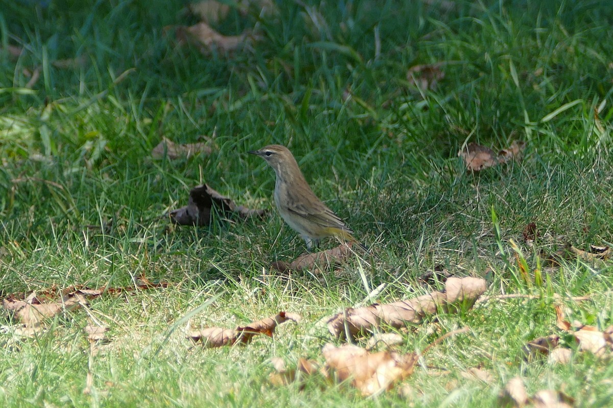 Palm Warbler - ML642639569