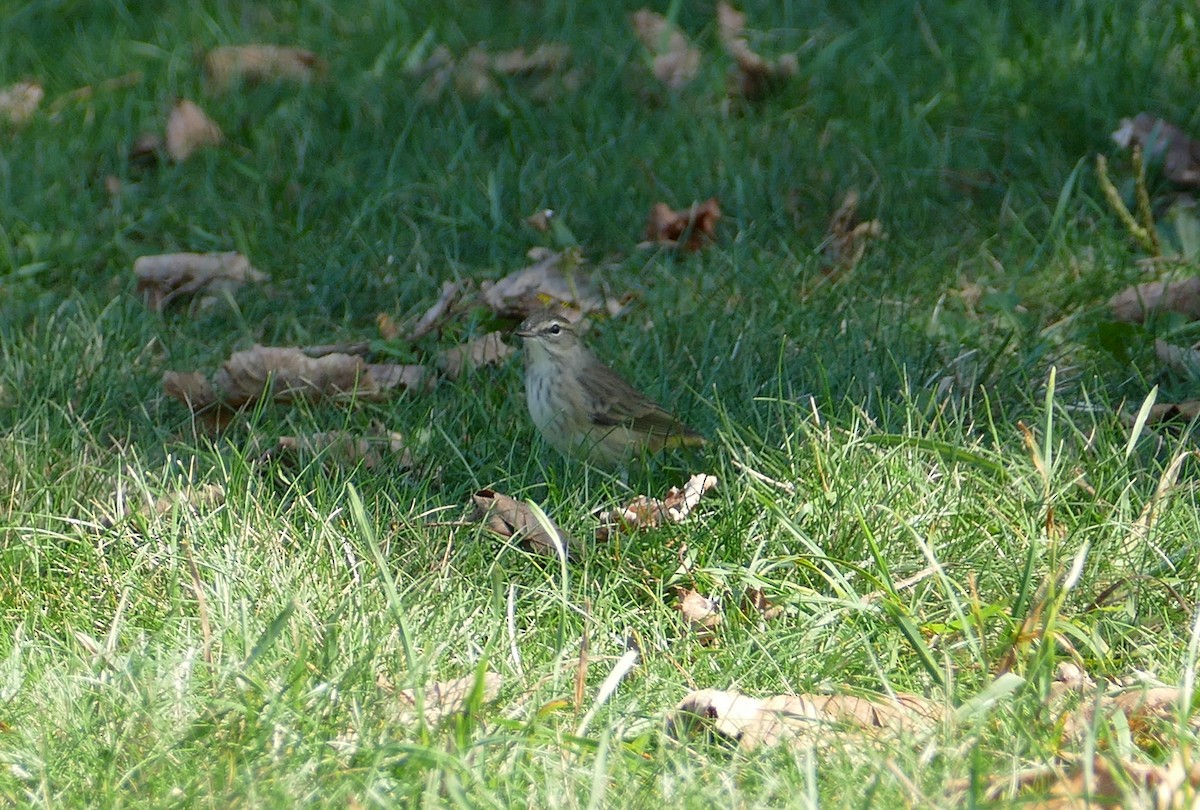 Palm Warbler - ML642639570