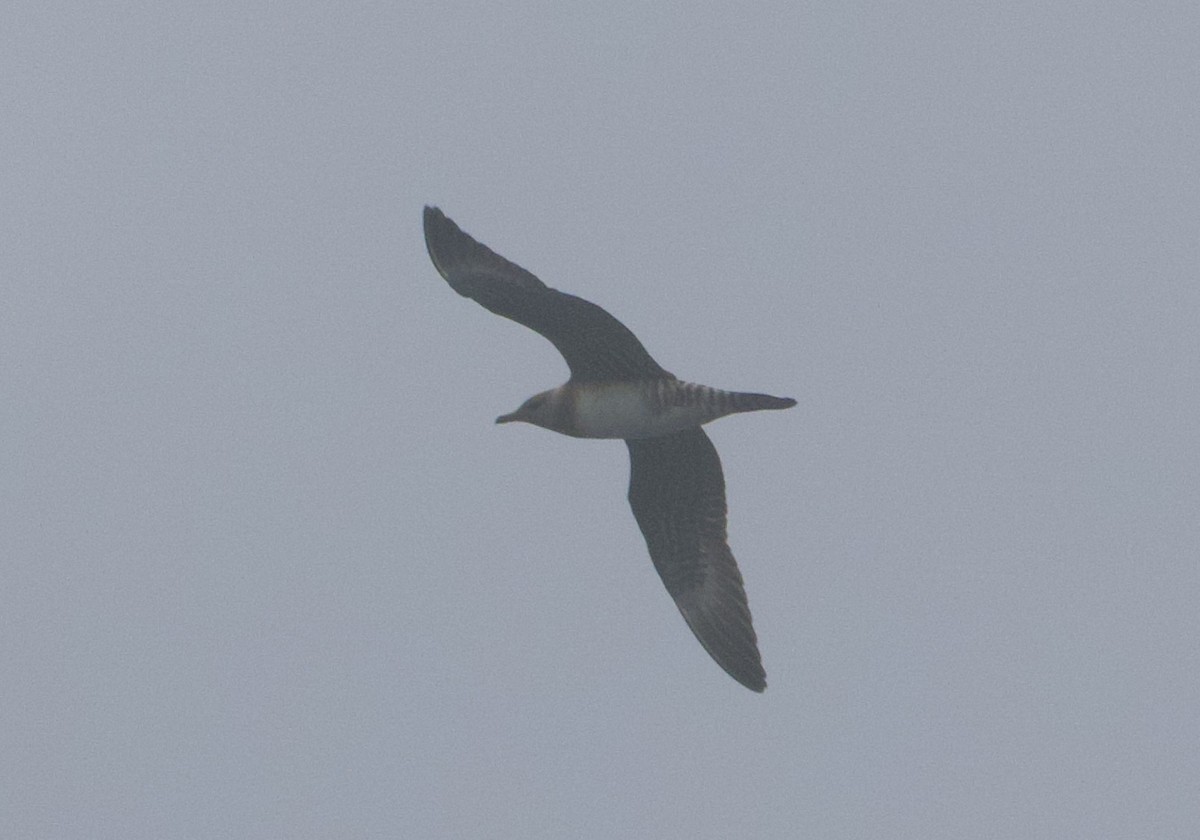 Long-tailed Jaeger - ML642639580