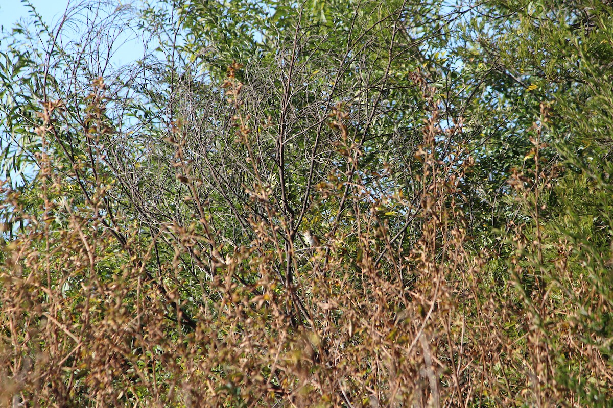 Tawny Grassbird - ML642639595