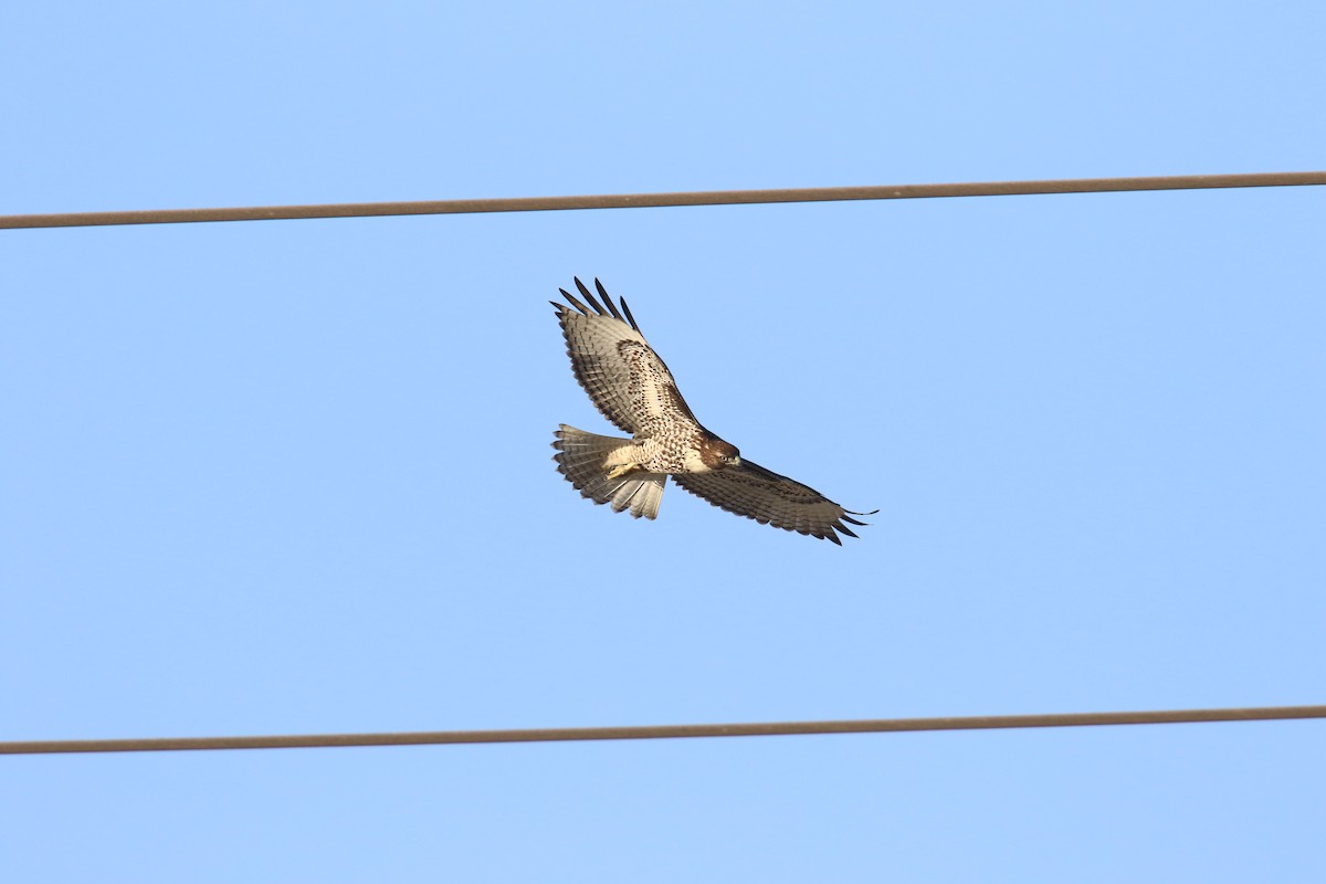 Red-tailed Hawk (calurus/alascensis) - ML642639598