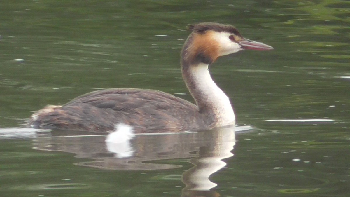 Haubentaucher - ML642639601