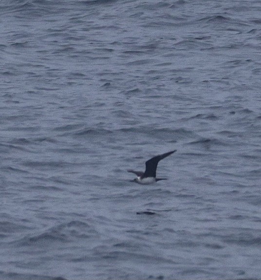 Pomarine Jaeger - ML642639603