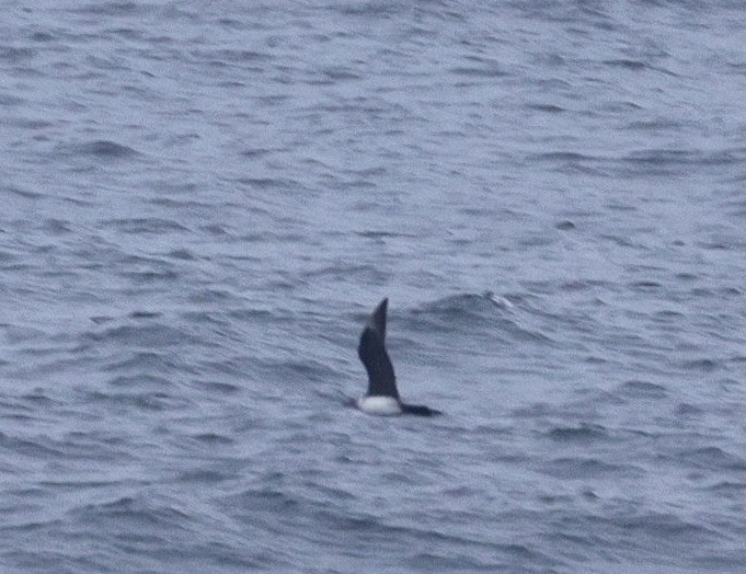 Pomarine Jaeger - ML642639604