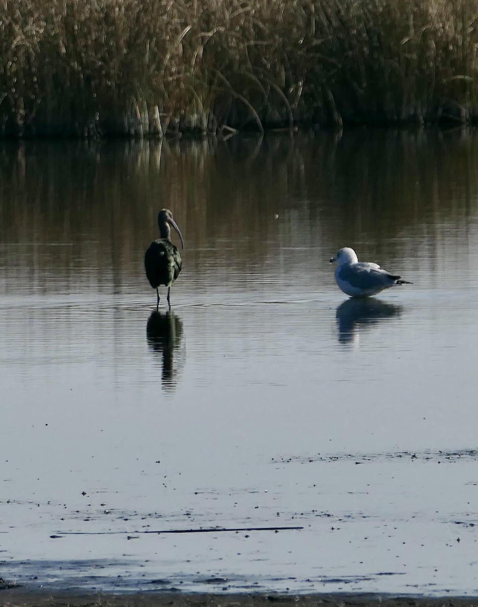 White-faced Ibis - ML642639607