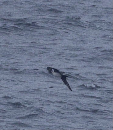 Pomarine Jaeger - ML642639608