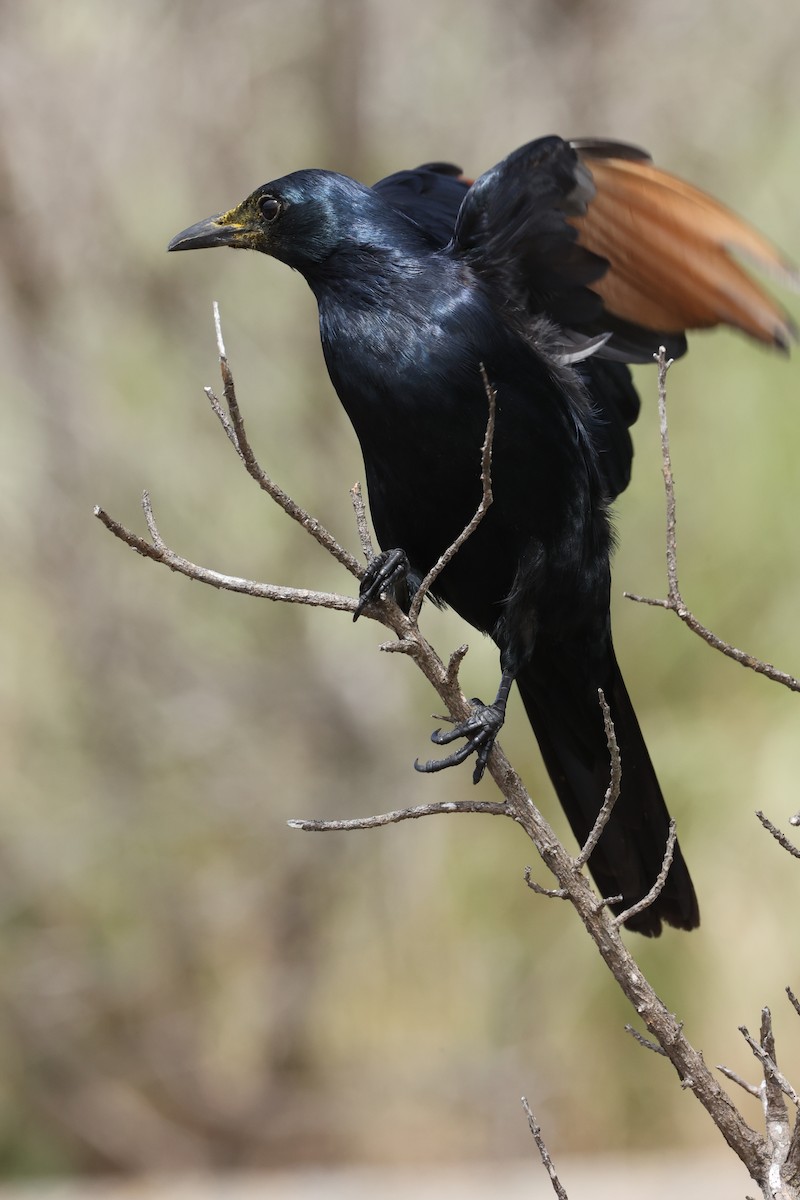Red-winged Starling - ML642639635