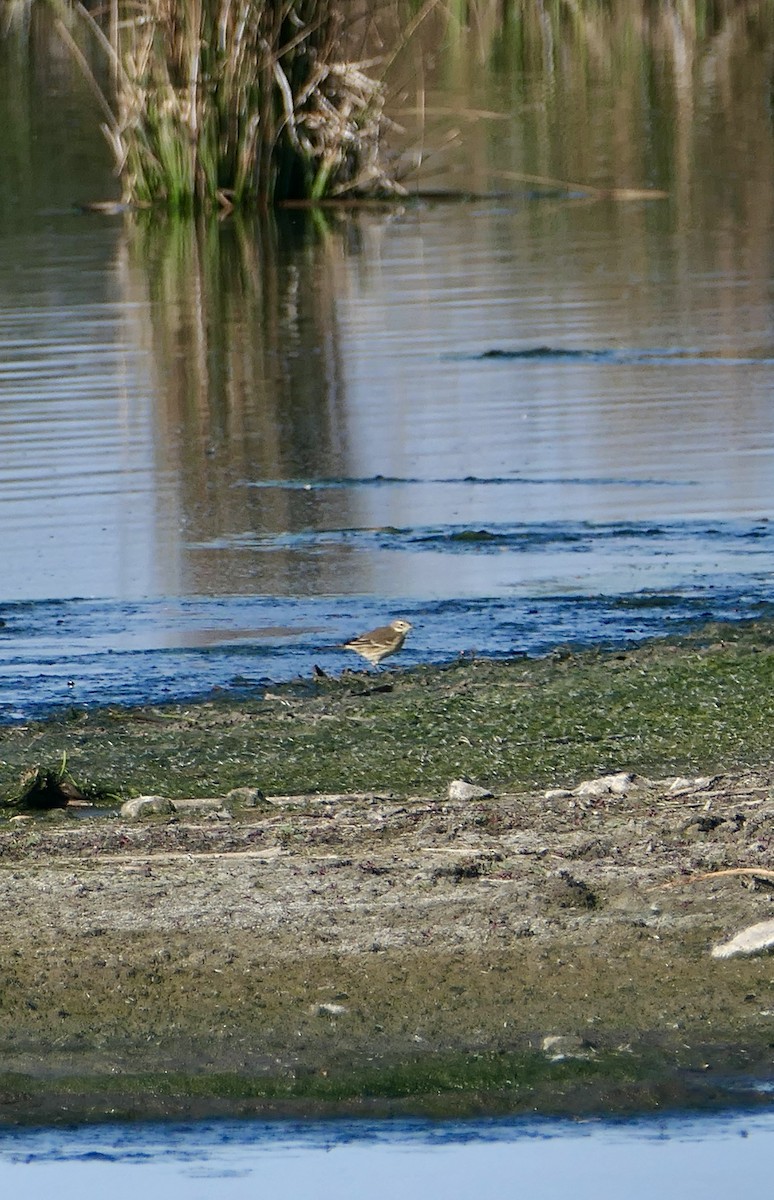 Pipit d'Amérique - ML642639642
