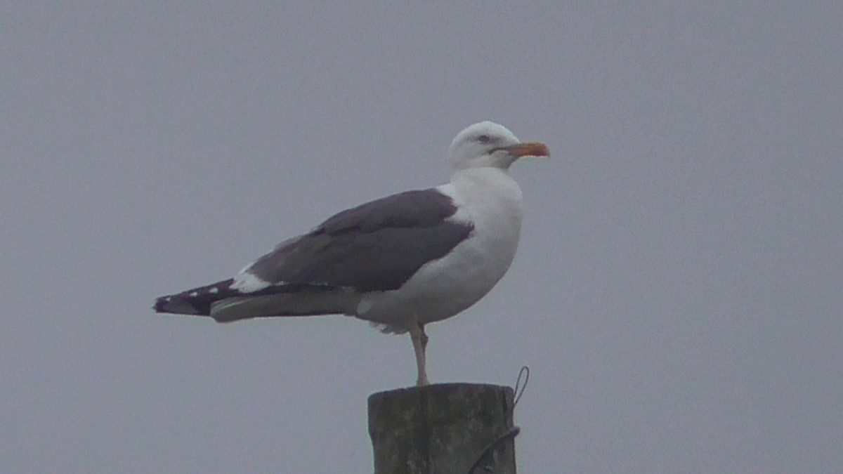 Heringsmöwe - ML642639643