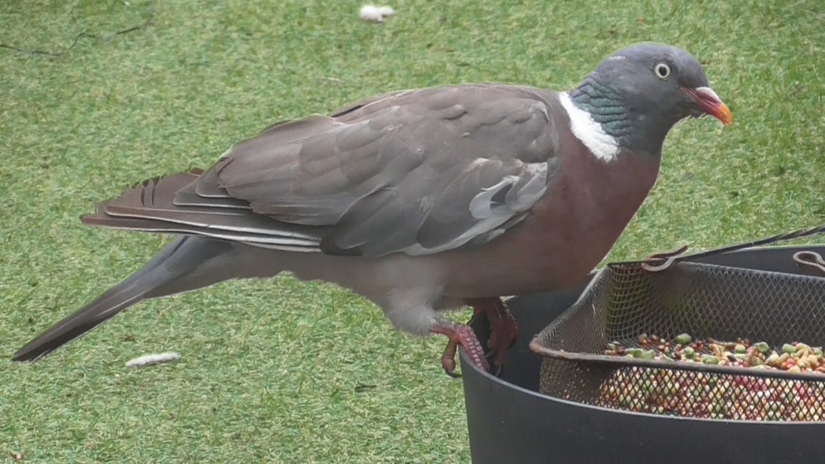 Ringeltaube - ML642639645