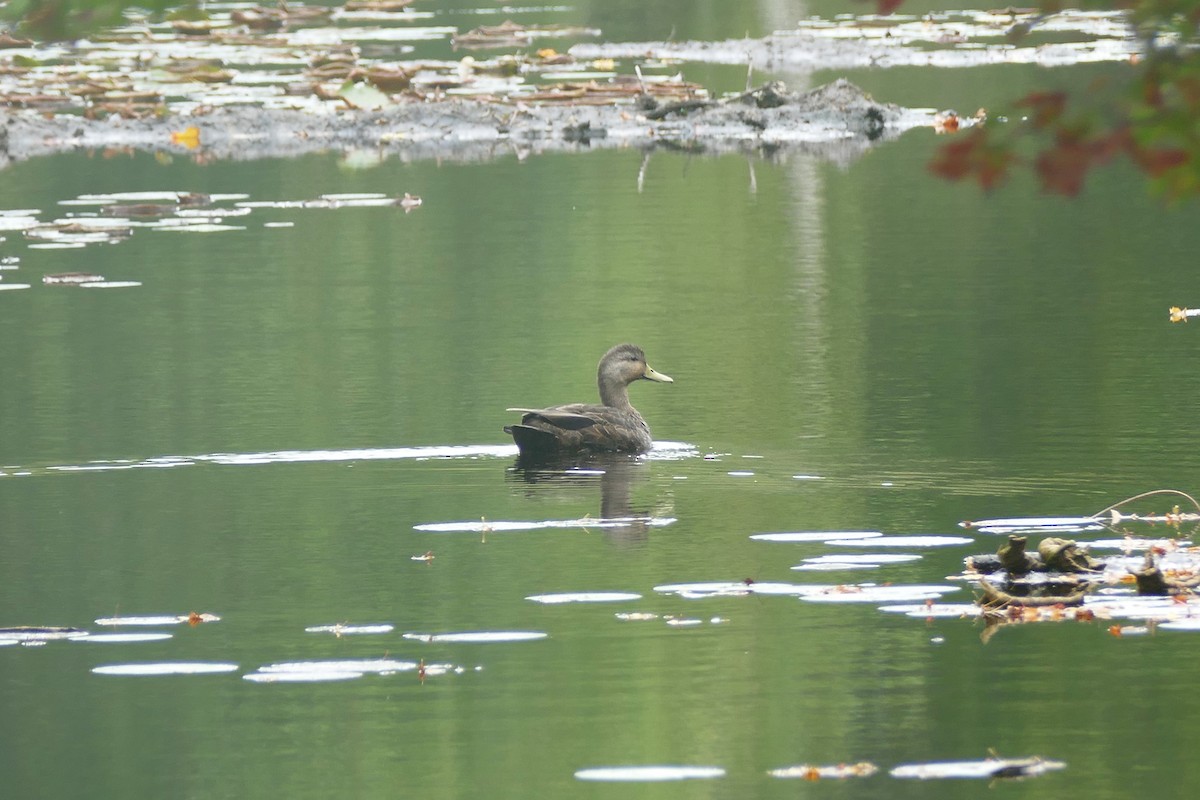 American Black Duck - ML642639647