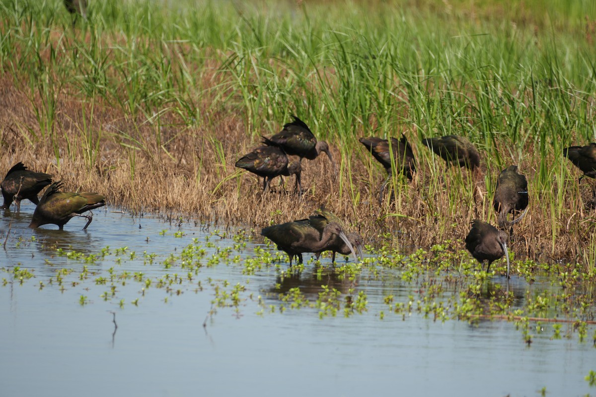 White-faced Ibis - ML642639653